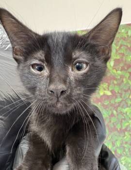 Rescue Domestic Short Hair Cats for Adoption in San Antonio, Texas - Void | PetCurious