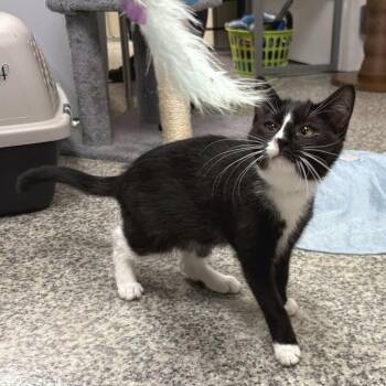 Samantha -  Domestic Short Hair Cat for Adoption in Falls Church, Virginia - Samantha | PetCurious