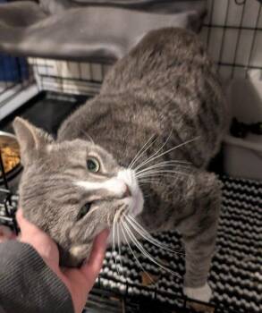 American Shorthair Cats Available for Adoption in Pikesville, Maryland - Big Boy (17lb Sweetie!) | PetCurious