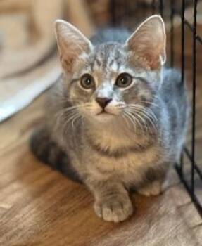 Oasis -  Domestic Short Hair Cat for Adoption in Lemoyne, Pennsylvania - Oasis | PetCurious