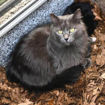 Mama Duchess -  Domestic Long Hair Cat for Adoption in Rochester, Minnesota - Mama Duchess | PetCurious