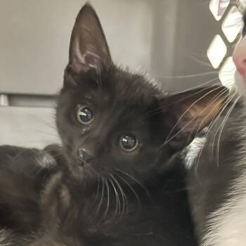 Domestic Short Hair Cats Available for Adoption - Eleanor (Ellie) | PetCurious