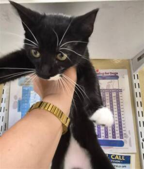 SALLY -  Domestic Short Hair Cat for Adoption in Fort Myers, Florida - SALLY | PetCurious