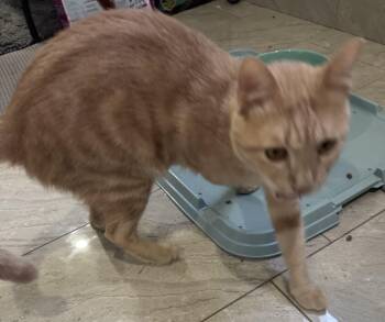 Cooper -  Egyptian Mau Cat for Adoption in Brampton, Ontario - Cooper | PetCurious