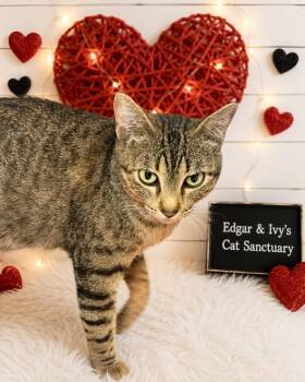 Daylight -  Domestic Short Hair Cat for Adoption in Corpus Christi, Texas - Daylight | PetCurious