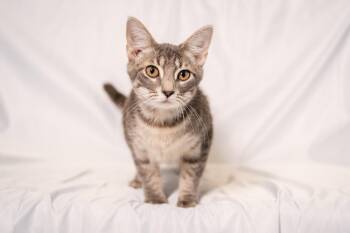 Micah -  Domestic Short Hair Cat for Adoption in Ashland, Virginia - Micah | PetCurious