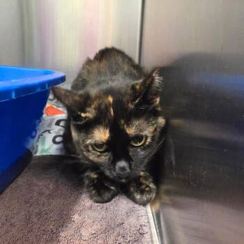 Missy -  Domestic Short Hair Cat for Adoption in Oak Brook, Illinois - Missy | PetCurious