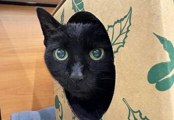 Domestic Short Hair Cats Available for Adoption in Brentwood, Missouri - OLIVER | PetCurious