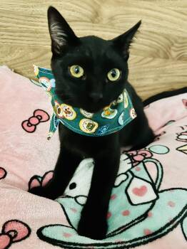 Heppin -  Domestic Short Hair Cat for Adoption in Fresno, California - Heppin | PetCurious