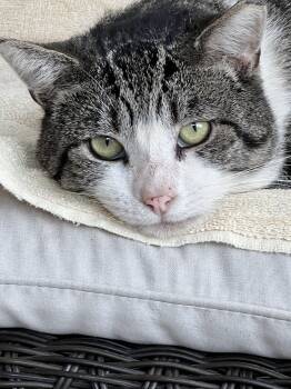 Rescue Tabby and Domestic Short Hair Cats for Adoption - Buddie | PetCurious