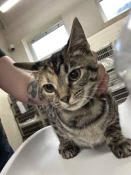 Zora -  Domestic Short Hair Cat for Adoption in Cincinnati, Ohio - Zora | PetCurious