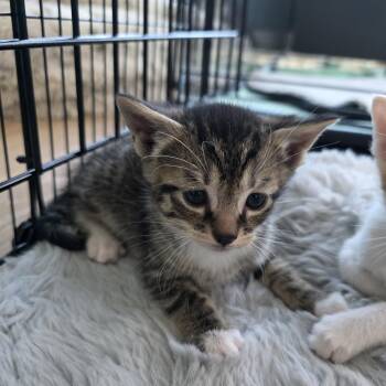 Domestic Short Hair and Tabby Cats Available for Adoption - Lachlan | PetCurious