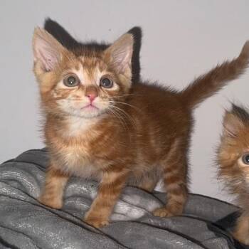 Tangerine 2 -  Domestic Short Hair Cat for Adoption in New York, New York - Tangerine 2 | PetCurious
