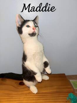 5 Adorable Baby Kittens -  Domestic Short Hair Cat for Adoption in Salem, New Hampshire - 5 Adorable Baby Kittens | PetCurious