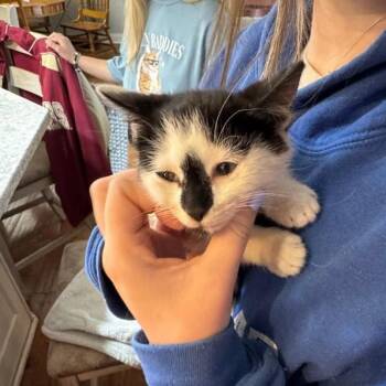Domestic Short Hair Cats Available for Adoption in Madison, Wisconsin - Tova | PetCurious