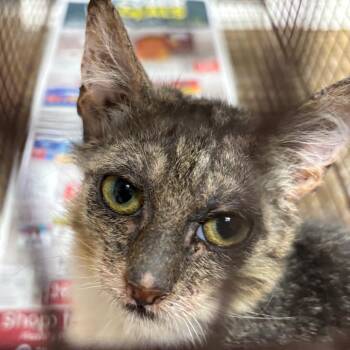 Bernie -  Domestic Short Hair Cat for Adoption in Yuma, Arizona - Bernie | PetCurious
