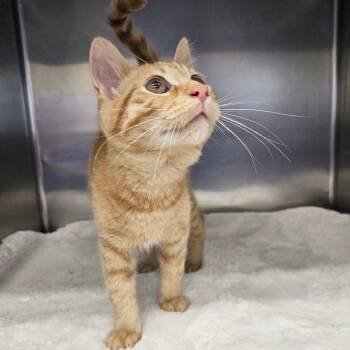 Domestic Short Hair Cats Available for Adoption in Medford, Oregon - Kurt | PetCurious