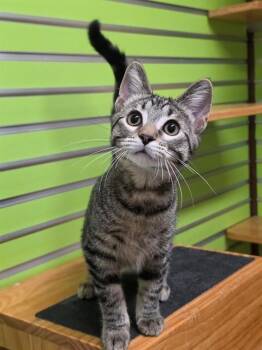 FRANKLIN -  Domestic Short Hair Cat for Adoption in St. Peters, Missouri - FRANKLIN | PetCurious