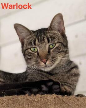 Warlock / No mitts Willett -  Domestic Short Hair Cat for Adoption in Cromwell, Kentucky - Warlock / No Mitts Willett | PetCurious