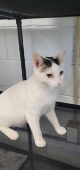 Newt -  Domestic Short Hair Cat for Adoption in Morganton, North Carolina - Newt | PetCurious