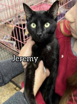 Rescue Domestic Short Hair Cats for Adoption in Hollister, Missouri - Jeremy | PetCurious