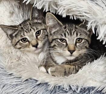 Asbury & Belmar -  Domestic Short Hair and Tabby Cat for Adoption in Mendham, New Jersey - Asbury & Belmar | PetCurious