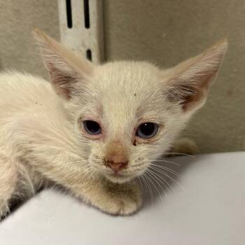 Lewie -  Domestic Short Hair Cat for Adoption in Yuma, Arizona - Lewie | PetCurious