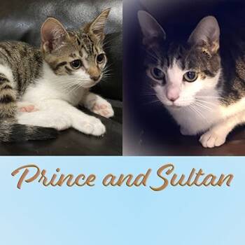 Rescue Domestic Short Hair Cats for Adoption in New York, New York - Sultan (and Prince) | PetCurious
