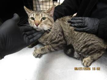 (600) -  Domestic Short Hair Cat for Adoption in Marietta, Georgia - (600) | PetCurious