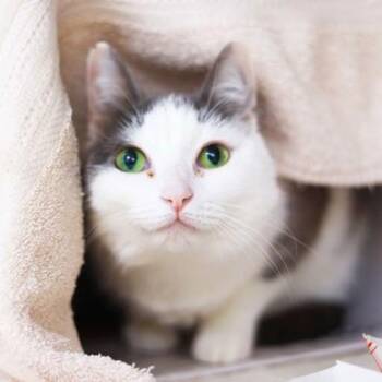 Domestic Medium Hair Cats Available for Adoption in Atlanta, Georgia - Nala | PetCurious