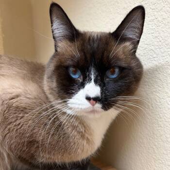 Sterling -  Domestic Short Hair Cat for Adoption in Reno, Nevada - Sterling | PetCurious
