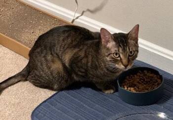 Domestic Short Hair Cats Available for Adoption in Herndon, Virginia - Romeo (& Juliet) - Bonded | PetCurious