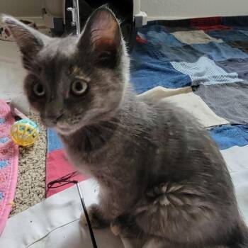 Domestic Short Hair Cats Available for Adoption in Flagstaff, Arizona - Gala | PetCurious