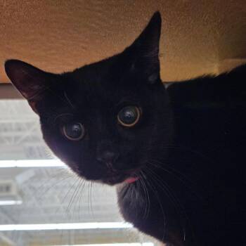 Purrl -  Domestic Short Hair Cat for Adoption in Buffalo, New York - Purrl | PetCurious