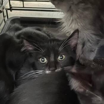 Lincoln -  Domestic Short Hair Cat for Adoption in Des Moines, Iowa - Lincoln | PetCurious