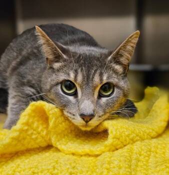 Easter Bunny -  Domestic Short Hair Cat for Adoption in Disputanta, Virginia - Easter Bunny | PetCurious