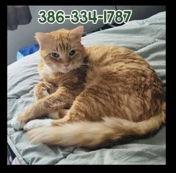 Domestic Medium Hair Cats Available for Adoption in Port Orange, Florida - Fern (FLUFFY TAIL) Sweet Ginger Gorl   | PetCurious