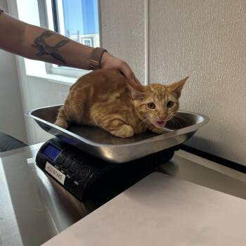 Gabe -  Domestic Short Hair Cat for Adoption in Saint Joseph, Missouri - Gabe | PetCurious