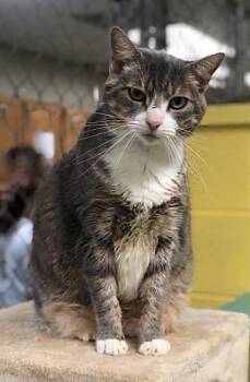 Sahara -  Domestic Short Hair Cat for Adoption in Pottsville, Pennsylvania - Sahara | PetCurious