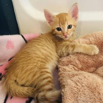 Rosie -  Domestic Short Hair Cat for Adoption in Prescott, Arizona - Rosie | PetCurious