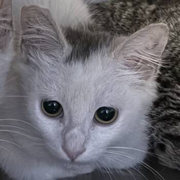 Rescue Domestic Short Hair Cats for Adoption in Hemet, California - Bright Eyes | PetCurious