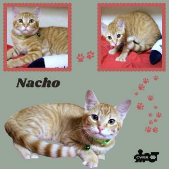 Nacho (Kitten) -  Tabby Cat for Adoption in Lindsay, California - Nacho (Kitten) | PetCurious