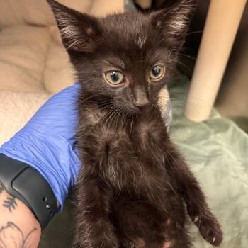 Domestic Short Hair Cats Available for Adoption in Lynchburg, Virginia - Lafayette | PetCurious