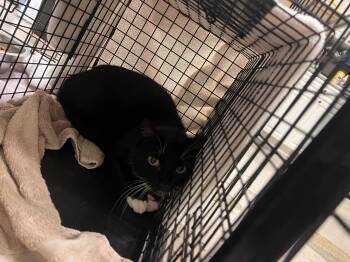 Felicia -  Domestic Short Hair Cat for Adoption in Georgetown, Kentucky - Felicia | PetCurious