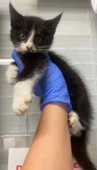 Maximus (Freckle by nose) -  Domestic Long Hair and Domestic Short Hair Cat for Adoption in Bowling Green, Kentucky - Maximus (Freckle By Nose) | PetCurious