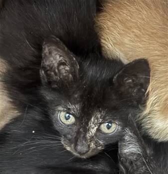 REY -  Domestic Short Hair Cat for Adoption in Dallas, Texas - REY | PetCurious