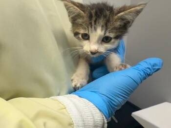 TRIS -  Domestic Short Hair Cat for Adoption in Kent, Washington - TRIS | PetCurious