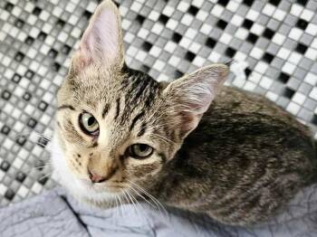 Rescue Domestic Short Hair Cats for Adoption in Chicago, Illinois - Monkey | PetCurious