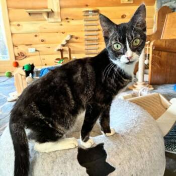 Igor -  Tabby Cat for Adoption in Hawley, Pennsylvania - Igor | PetCurious