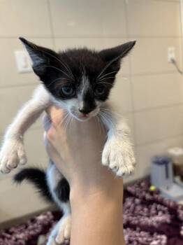 ROCKY ROAD -  Domestic Short Hair Cat for Adoption in Forney, Texas - ROCKY ROAD | PetCurious